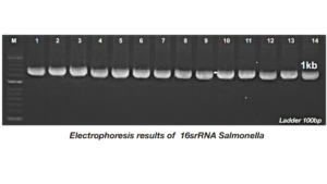 Kết quả Real-time PCR và điện di của 16sRNA Ecoli sau khi sử dụng phương pháp tách chiết cột ABT