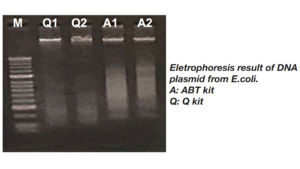 plasmid DNA